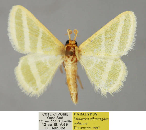 /filer/webapps/moths/media/images/P/politzari_Mixocera_PT_ZSM_01.jpg