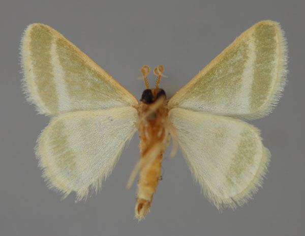 /filer/webapps/moths/media/images/P/politzari_Mixocera_PT_ZSM_02.jpg