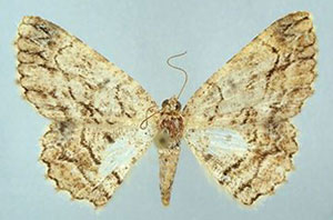 /filer/webapps/moths/media/images/P/politzari_Morabia_HT_ZSMa.jpg
