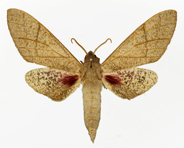 /filer/webapps/moths/media/images/P/politzari_Neoclanis_AM_Basquin_01.jpg
