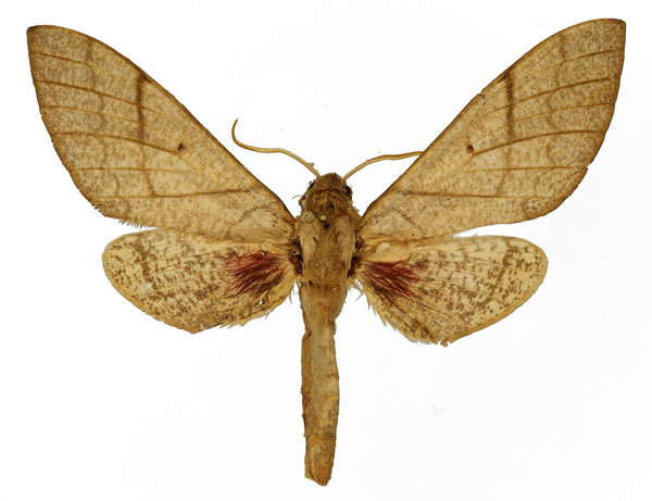 /filer/webapps/moths/media/images/P/politzari_Neoclanis_AM_Basquin_02.jpg