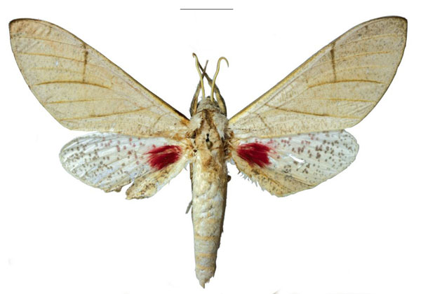 /filer/webapps/moths/media/images/P/politzari_Neoclanis_HT_EMEMa.jpg