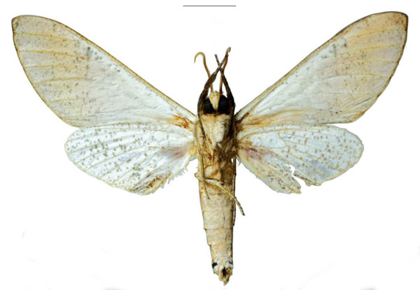/filer/webapps/moths/media/images/P/politzari_Neoclanis_HT_EMEMb.jpg