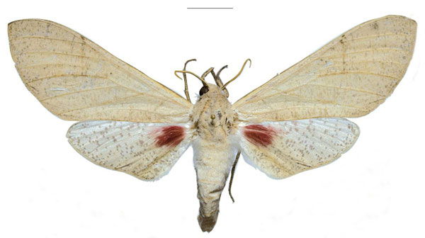 /filer/webapps/moths/media/images/P/politzari_Neoclanis_PTF_ZSMa.jpg