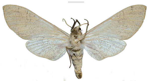 /filer/webapps/moths/media/images/P/politzari_Neoclanis_PTF_ZSMb.jpg