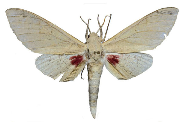 /filer/webapps/moths/media/images/P/politzari_Neoclanis_PTM_ZSM_01.jpg