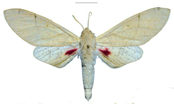 /filer/webapps/moths/media/images/P/politzari_Neoclanis_PTM_ZSM_02.jpg