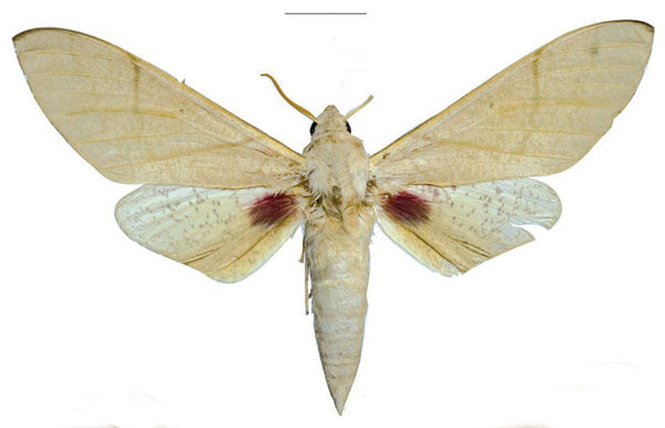 /filer/webapps/moths/media/images/P/politzari_Neoclanis_PTM_ZSM_03.jpg