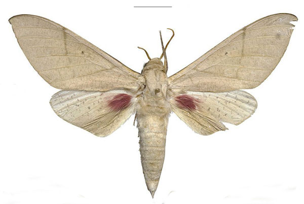 /filer/webapps/moths/media/images/P/politzari_Neoclanis_PTM_ZSM_04.jpg