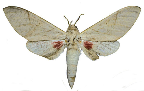/filer/webapps/moths/media/images/P/politzari_Neoclanis_PTM_ZSM_05.jpg