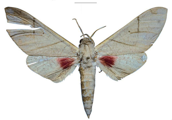 /filer/webapps/moths/media/images/P/politzari_Neoclanis_PTM_ZSM_06.jpg