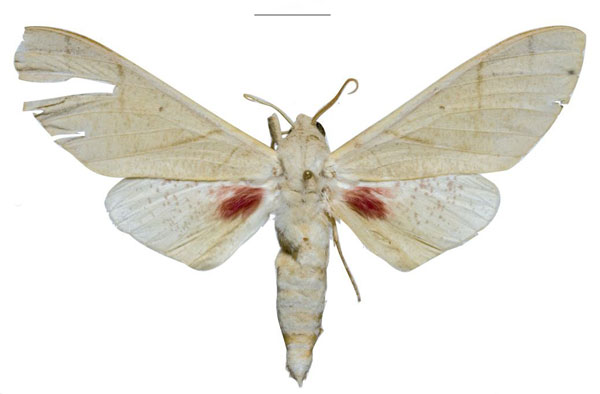 /filer/webapps/moths/media/images/P/politzari_Neoclanis_PTM_ZSMa.jpg