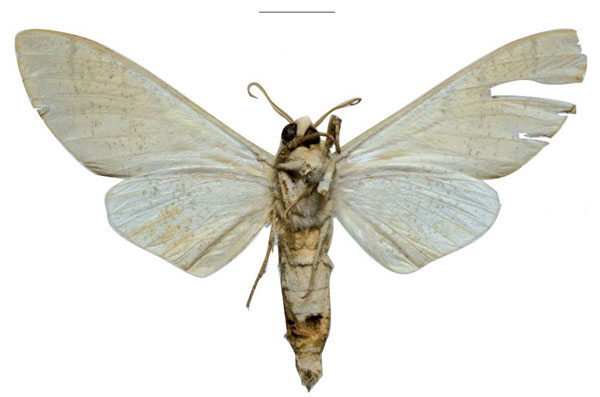 /filer/webapps/moths/media/images/P/politzari_Neoclanis_PTM_ZSMb.jpg