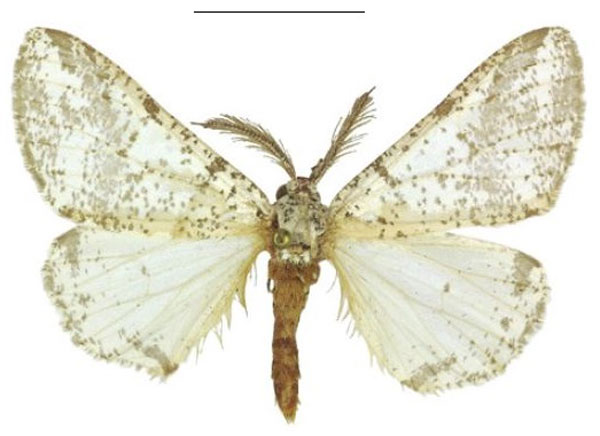 /filer/webapps/moths/media/images/P/politzari_Nothabraxas_HT_ZSM.jpg