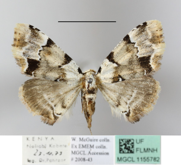 /filer/webapps/moths/media/images/P/politzari_Tegiapa_A_MGCLa_02.JPG
