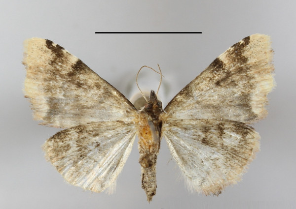 /filer/webapps/moths/media/images/P/politzari_Tegiapa_A_MGCLb_01.JPG