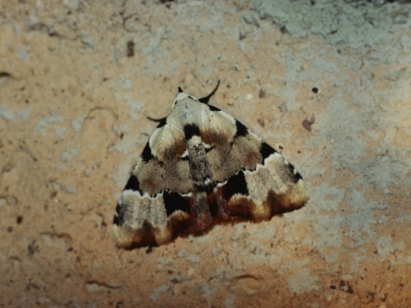 /filer/webapps/moths/media/images/P/politzari_Tegiapa_A_RolandZW.jpg