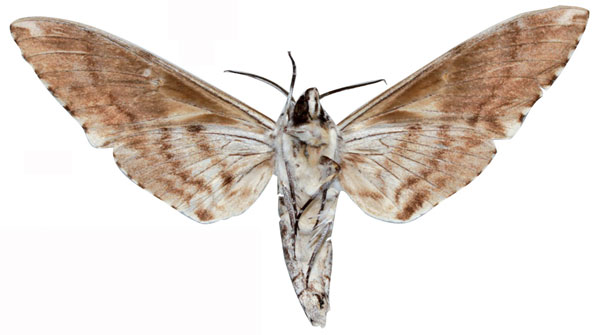 /filer/webapps/moths/media/images/P/polizari_Macropoliana_HT_EMEMb.jpg