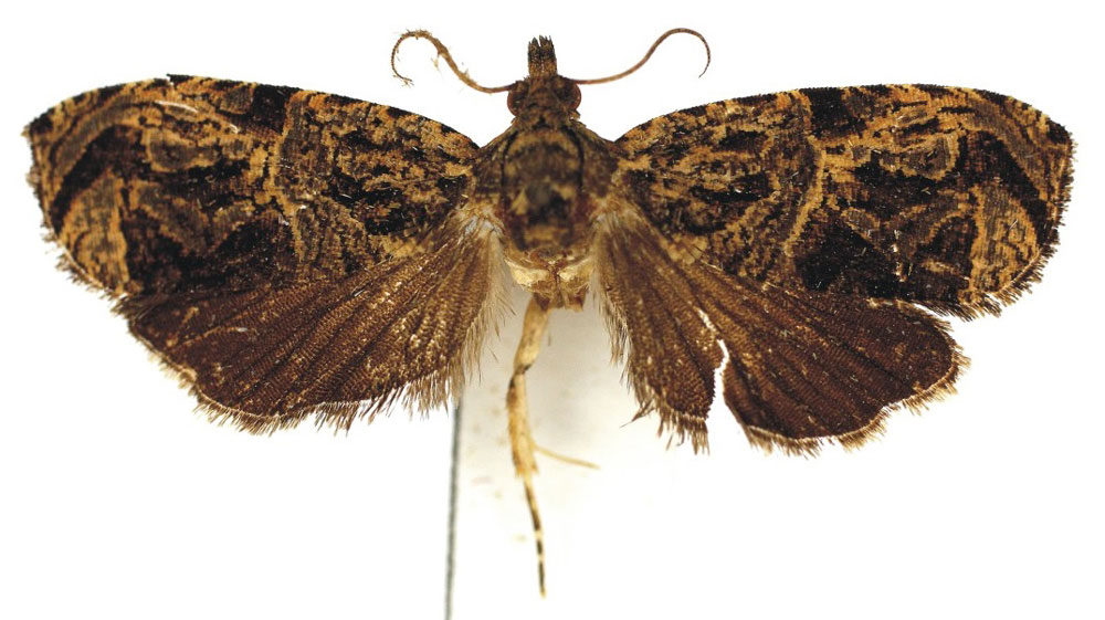 /filer/webapps/moths/media/images/P/pollens_Eccopsis_PTM_Bassi.jpg