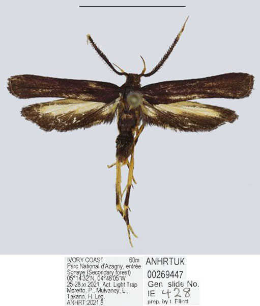 /filer/webapps/moths/media/images/P/pollex_Ptilothyris_HT_ANHRT.jpg
