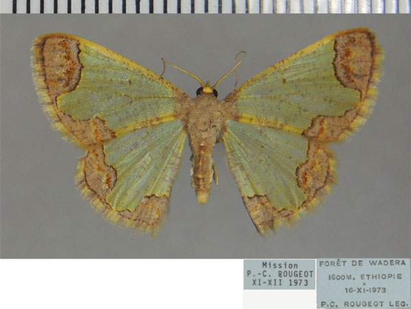 /filer/webapps/moths/media/images/P/pollex_Zamarada_AF_ZSM.jpg