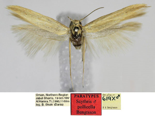 /filer/webapps/moths/media/images/P/pollicella_Scythris_PT_ZMUC_PD6YVAO.jpg