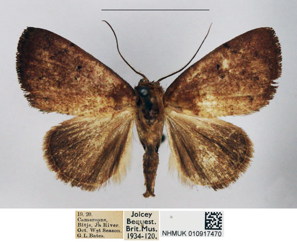 /filer/webapps/moths/media/images/P/pollusca_Neonegeta_AM_NHMUK.jpg