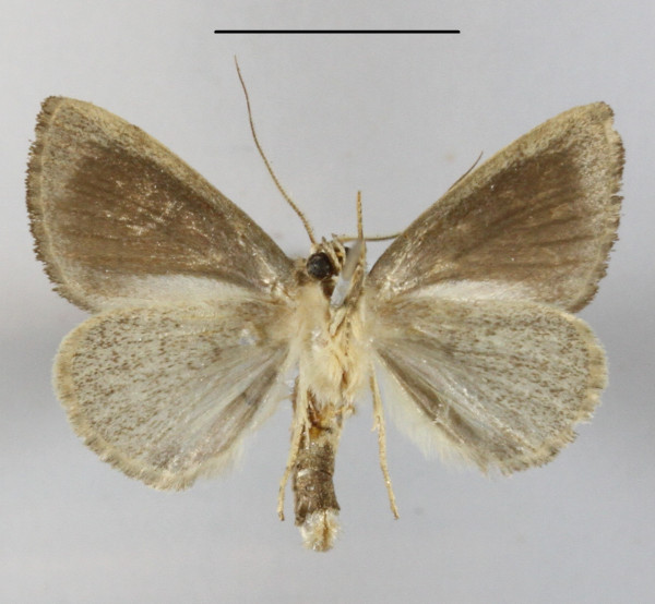 /filer/webapps/moths/media/images/P/pollusca_Neonegeta_A_MGCLb_01.JPG