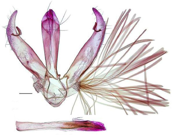 /filer/webapps/moths/media/images/P/polula_Spulerina_GMHT_RBINS.jpg