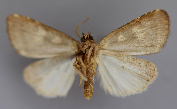 /filer/webapps/moths/media/images/P/polyastra_Ethiopica_A_RMCA_02.jpg