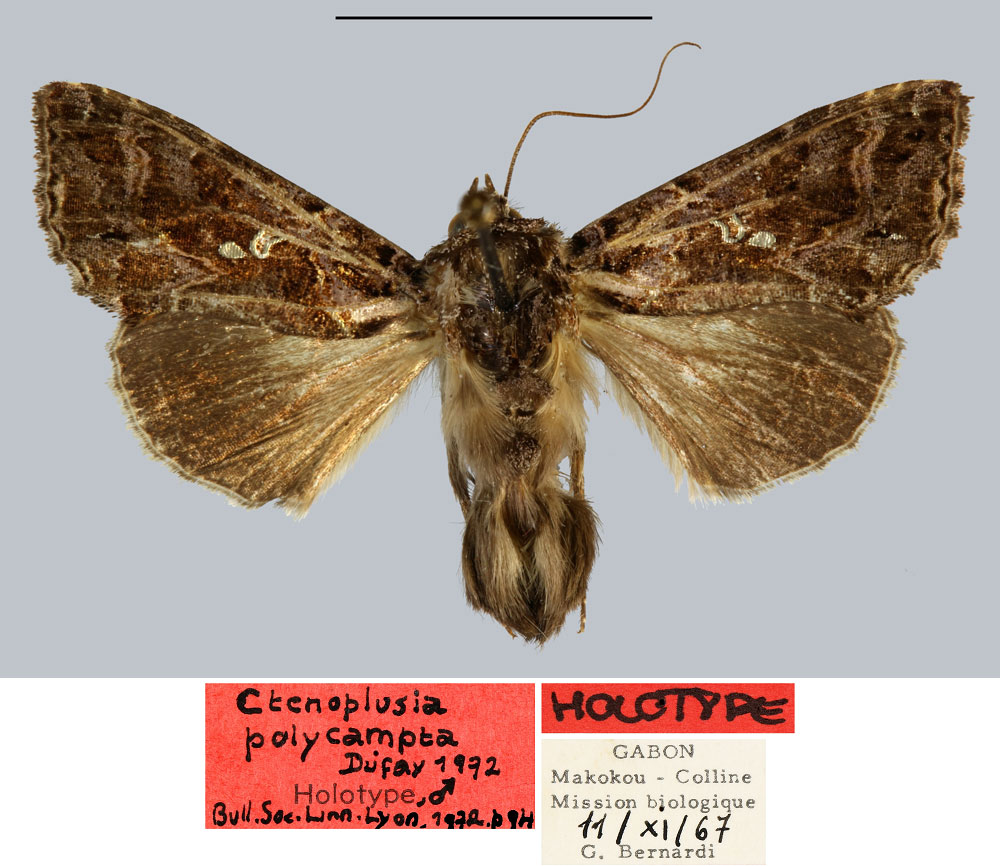 /filer/webapps/moths/media/images/P/polycampta_Ctenoplusia_HT_MNHN.jpg