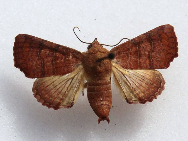 /filer/webapps/moths/media/images/P/polychorda_Eutelia_A_Goff_01.jpg