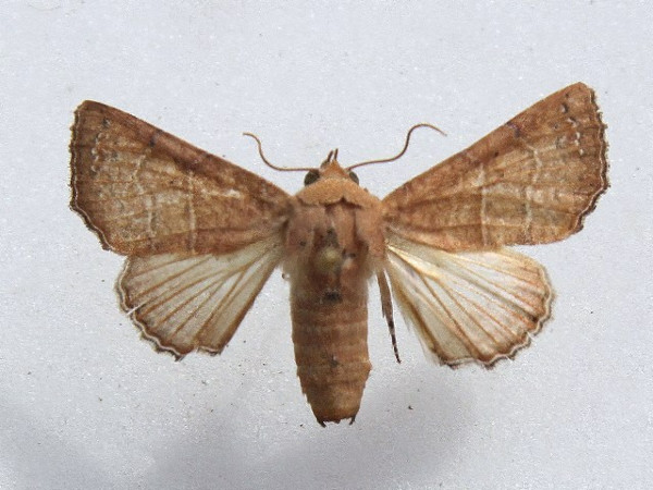 /filer/webapps/moths/media/images/P/polychorda_Eutelia_A_Goff_01_cCHaTCP.jpg