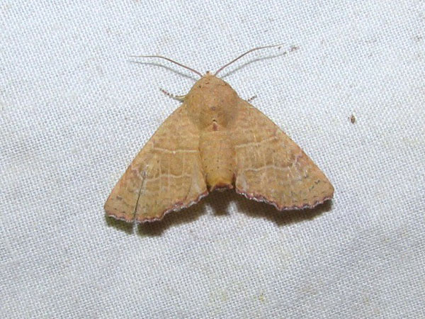 /filer/webapps/moths/media/images/P/polychorda_Eutelia_A_Goff_02.jpg