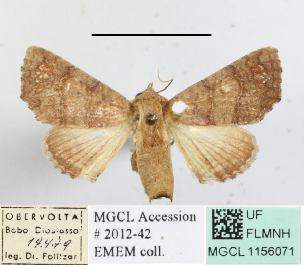 /filer/webapps/moths/media/images/P/polychorda_Eutelia_A_MGCL.jpg