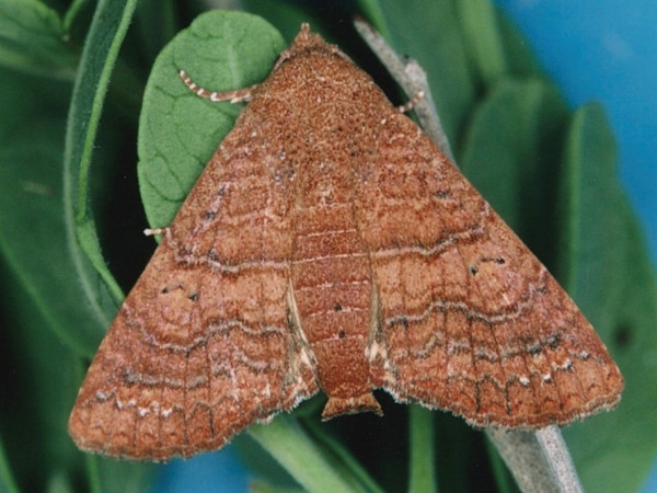 /filer/webapps/moths/media/images/P/polychorda_Eutelia_A_Roland.jpg