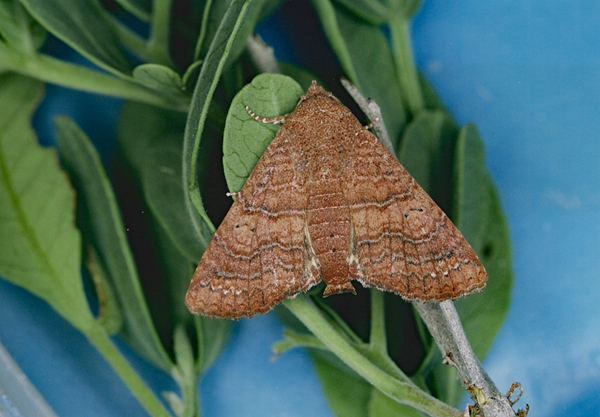 /filer/webapps/moths/media/images/P/polychorda_Eutelia_A_Roland_03.jpg