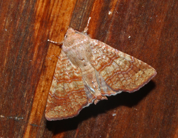 /filer/webapps/moths/media/images/P/polychorda_Eutelia_A_Roland_05.jpg