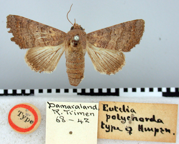 /filer/webapps/moths/media/images/P/polychorda_Eutelia_HT_BMNH.jpg