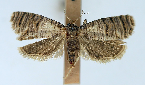 /filer/webapps/moths/media/images/P/polychorda_Pseudurgis_AF_TMSA.jpg