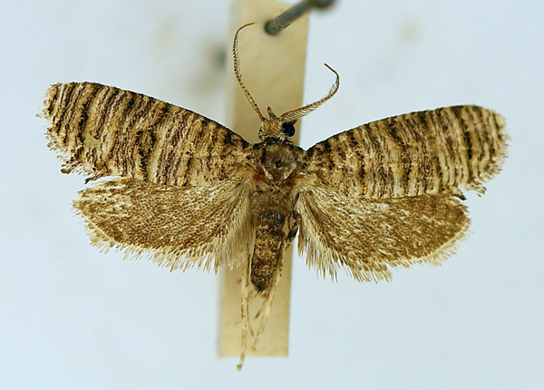 /filer/webapps/moths/media/images/P/polychorda_Pseudurgis_AM_TMSA.jpg