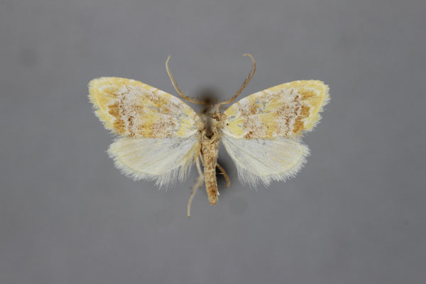 /filer/webapps/moths/media/images/P/polychroma_Meganola_HT_BMNH.jpg
