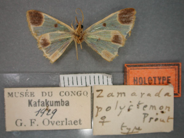 /filer/webapps/moths/media/images/P/polyctemon_Zamarada_HT_RMCA_02.jpg