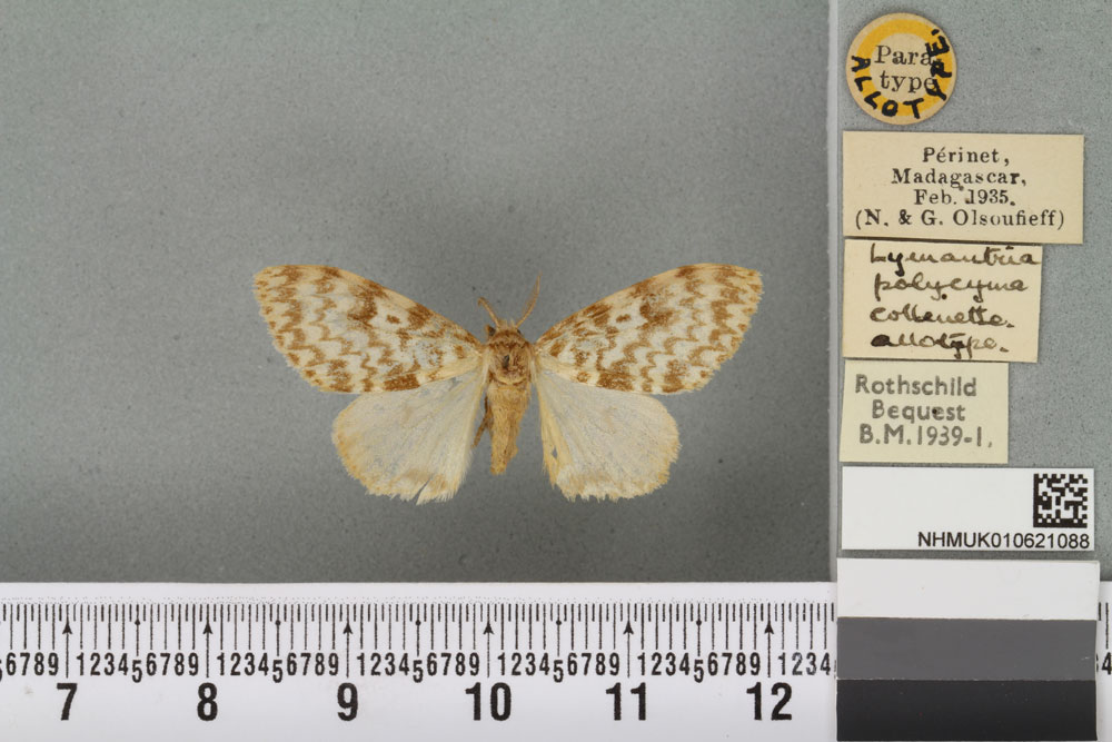 /filer/webapps/moths/media/images/P/polycyma_Lymantria_AT_BMNHa.jpg