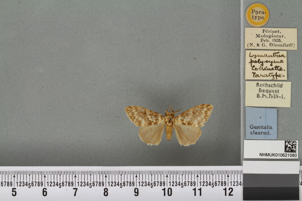 /filer/webapps/moths/media/images/P/polycyma_Lymantria_PTM_BMNH_01a.jpg