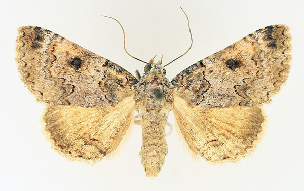 /filer/webapps/moths/media/images/P/polycyma_Tytroca_AF_TMSA_01.jpg