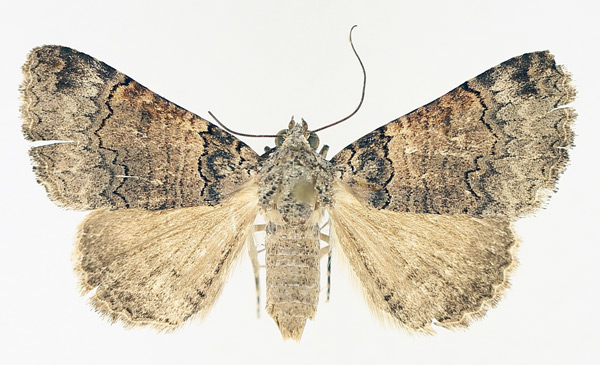 /filer/webapps/moths/media/images/P/polycyma_Tytroca_AF_TMSA_02.jpg