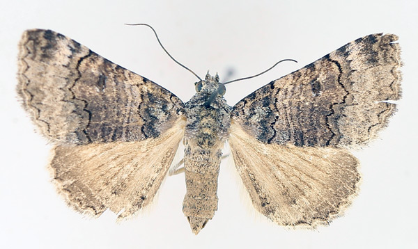 /filer/webapps/moths/media/images/P/polycyma_Tytroca_AF_TMSA_03.jpg