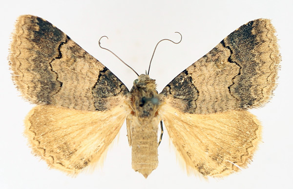 /filer/webapps/moths/media/images/P/polycyma_Tytroca_AF_TMSA_04.jpg