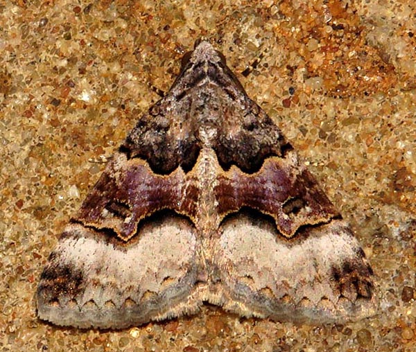 /filer/webapps/moths/media/images/P/polycyma_Tytroca_A_Braun_06.jpg